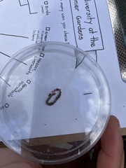 Lumbricus terrestris