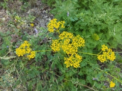Patrinia scabiosifolia