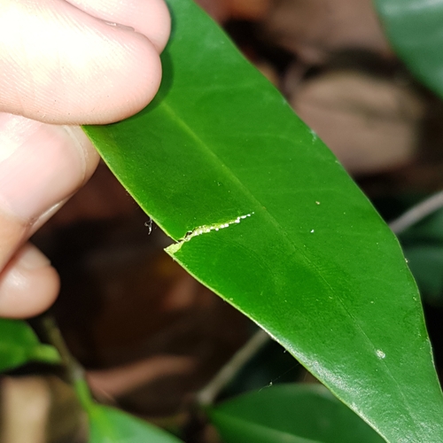 Image of Willughbeia coriacea by (c) pbsg, some rights reserved (CC BY)
