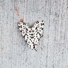 Hypercompe permaculata