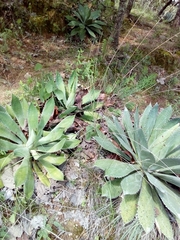 Agave maximiliana