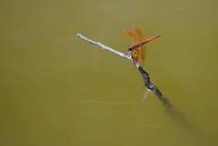 Brachythemis contaminata
