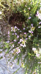 Muraltia satureioides