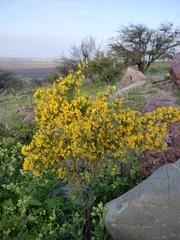 Adesmia confusa