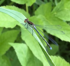 Erythromma najas