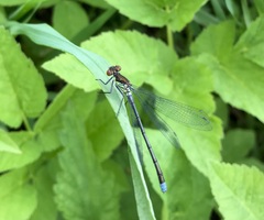 Erythromma najas