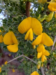 Adesmia confusa