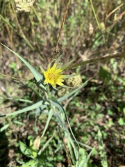 Tragopogon pratensis