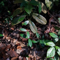 Willughbeia coriacea