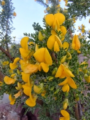 Adesmia confusa