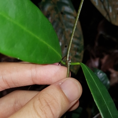 Willughbeia coriacea