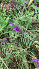 Vicia villosa
