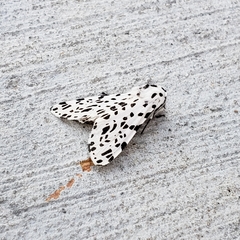 Hypercompe permaculata