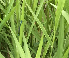 Coenagrion pulchellum