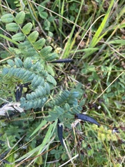 Vicia sepium