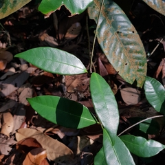 Willughbeia coriacea