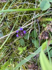 Prunella vulgaris