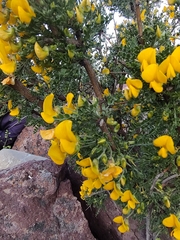 Adesmia confusa
