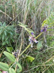Prunella vulgaris