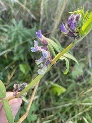 Prunella vulgaris