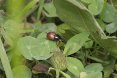 Aphodiinae