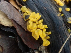 Dacrymycetaceae