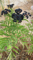 Sambucus ebulus