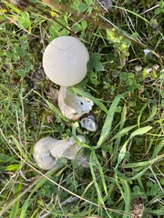 Lycoperdon excipuliforme