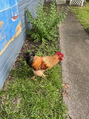 Gallus gallus domesticus