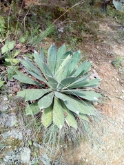 Agave maximiliana