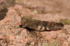 Trimerotropis verruculata