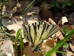 Iphiclides podalirius