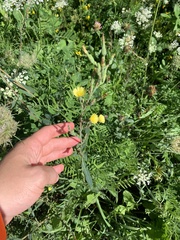 Lactuca serriola