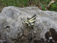 Iphiclides podalirius
