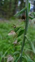Epipactis helleborine