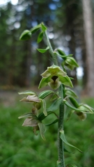 Epipactis helleborine