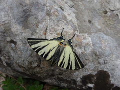 Iphiclides podalirius
