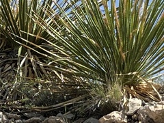 Dasylirion leiophyllum