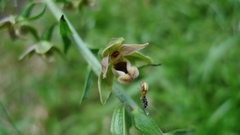 Epipactis helleborine