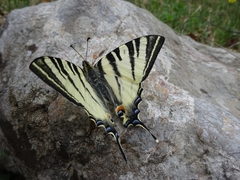 Iphiclides podalirius