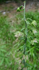 Epipactis helleborine