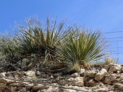 Dasylirion leiophyllum