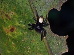Salticidae