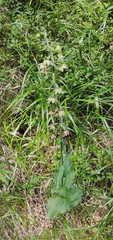 Epipactis helleborine