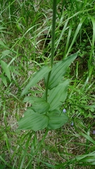 Epipactis helleborine
