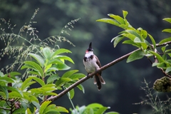 Pycnonotus jocosus