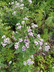 Saussurea neopulchella