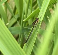 Erythromma najas