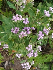 Saussurea neopulchella