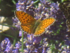 Argynnis niobe